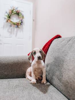 Basset Hound and Hound Dogs Available for Adoption in Goodyear, Arizona - Delilah | PetCurious