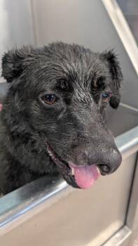 Rescue Black Labrador Retriever Dogs for Adoption in Cary, North Carolina - Gemma | PetCurious