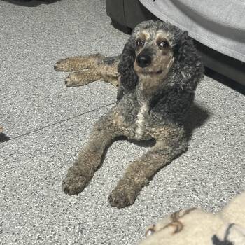 Fancy. Perfect family dog -  Standard Poodle Dog for Adoption in Antwerp, Ohio - Fancy. Perfect Family Dog | PetCurious