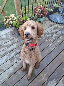 Standard Poodle Dogs Available for Adoption in Courtice, Ontario - Zeus  | PetCurious