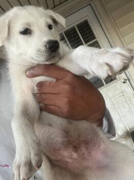 Rescue Shepherd and Husky Dogs for Adoption in Dallas, Texas - Flash | PetCurious