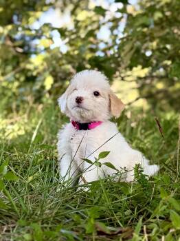 Patsy- Transport -  Wheaten Terrier and Australian Shepherd Dog for Adoption in Gradyville, Kentucky - Patsy- Transport | PetCurious