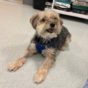Yorkshire Terrier and Mixed Breed Dogs Available for Adoption in Boston, Massachusetts - MACY | PetCurious