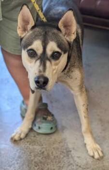 Rescue Siberian Husky and Mixed Breed Dogs for Adoption in La Harpe, Kansas - Axel | PetCurious