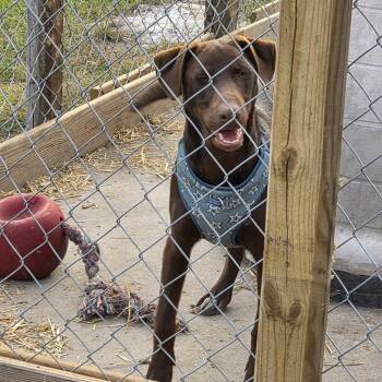 Doberman Pinscher and Catahoula Leopard Dog Dogs Available for Adoption in Beulaville, North Carolina - Patsy | PetCurious