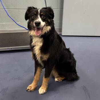 Australian Shepherd Dogs Available for Adoption in Greensboro, North Carolina - Little Boy Blue | PetCurious