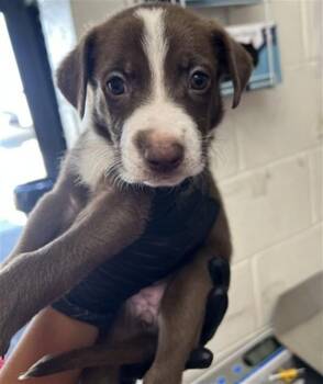 MICHELLE -  Pit Bull Terrier and Mixed Breed Dog for Adoption in San Bernardino, California - MICHELLE | PetCurious
