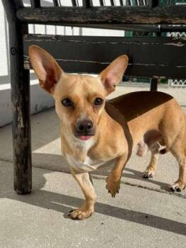 Prince -  Chihuahua and Mixed Breed Dog for Adoption in North Miami Beach, Florida - Prince | PetCurious