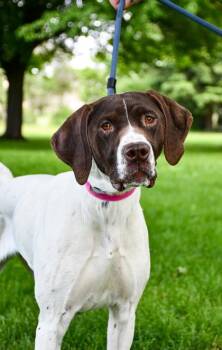 German Shorthaired Pointer and Mixed Breed Dogs Available for Adoption in Yakima, Washington - Pickles | PetCurious
