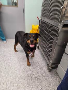 Rottweiler Dogs Available for Adoption in Athens, Tennessee - Roxy | PetCurious