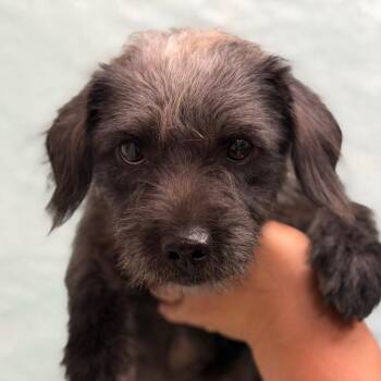 Snoozy Doozy -  Dachshund and Terrier Dog for Adoption in Bloomfield, Connecticut - Snoozy Doozy | PetCurious