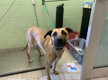 German Shepherd Dog and Mixed Breed Dogs Available for Adoption in Grand Prairie, Texas - MAZI | PetCurious