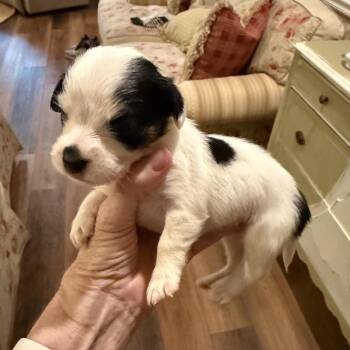 Phyllis -  Dachshund and Mixed Breed Dog for Adoption in Baton Rouge, Louisiana - Phyllis | PetCurious
