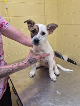 SPRINKLES -  Cattle Dog and Mixed Breed Dog for Adoption in Crossville, Tennessee - SPRINKLES | PetCurious