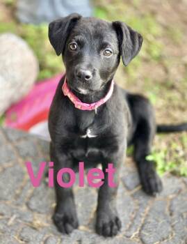Labrador Retriever Dogs Available for Adoption - Violet | PetCurious