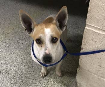Rescue Parson Russell Terrier and Mixed Breed Dogs for Adoption in Conroe, Texas - A420837 | PetCurious