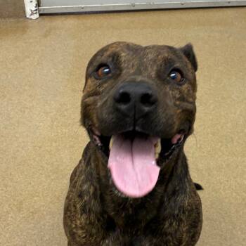 Rescue Terrier and Mixed Breed Dogs for Adoption in Corpus Christi, Texas - Dude | PetCurious