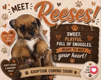 Reeses -  Chihuahua and Rat Terrier Dog for Adoption - Reeses | PetCurious