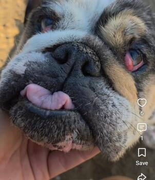 Amy -  English Bulldog Dog for Adoption in Severance, Colorado - Amy | PetCurious