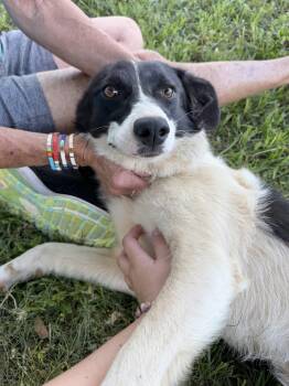 Border Collie Dogs Available for Adoption in Manchester, Connecticut - Lady | PetCurious