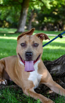 Rescue Pit Bull Terrier and Mixed Breed Dogs for Adoption in Yakima, Washington - Roxy | PetCurious