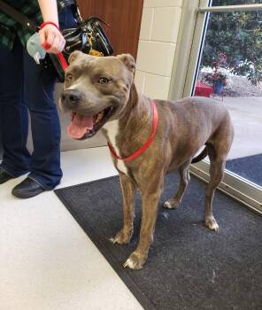 Matty -  Pit Bull Terrier Dog for Adoption in Allen, Texas - Matty | PetCurious