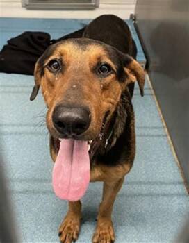 ANGEL -  German Shepherd Dog and Doberman Pinscher Dog for Adoption in Pearland, Texas - ANGEL | PetCurious