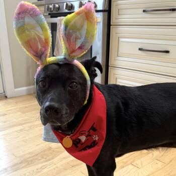 Sneezy -  Labrador Retriever Dog for Adoption - Sneezy | PetCurious