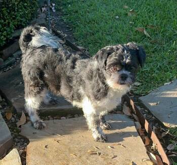 Rescue Shih Tzu Dogs for Adoption in Houston, Texas - Joseph | PetCurious