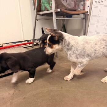 Australian Cattle Dog Blue Heeler and Border Collie Dogs Available for Adoption in Park Falls, Wisconsin - Dundee | PetCurious
