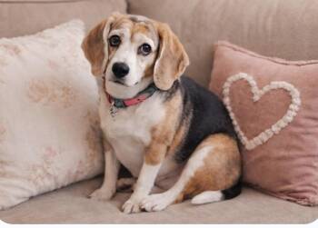 Beagle Dogs Available for Adoption - Sassy | PetCurious