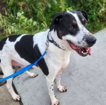 OZZIE -  Great Dane and Mixed Breed Dog for Adoption in Minneapolis, Minnesota - OZZIE | PetCurious