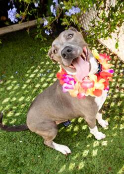 Rescue American Staffordshire Terrier Dogs for Adoption in Santa Monica, California - Aspen | PetCurious