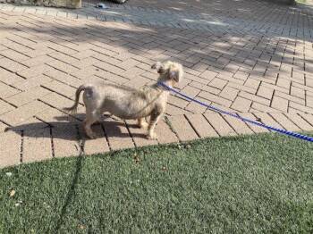 Nellie -  Shih Tzu Dog for Adoption in Austin, Texas - Nellie | PetCurious