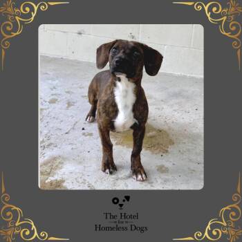 Chick -  Terrier and Mixed Breed Dog for Adoption in Cumberland, Rhode Island - Chick | PetCurious