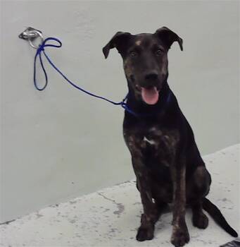 Rescue Staffordshire Bull Terrier and Mixed Breed Dogs for Adoption in Houston, Texas - DRIZZY | PetCurious