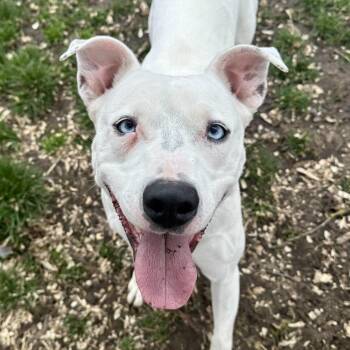 Mixed Breed Dogs Available for Adoption - Jojo | PetCurious