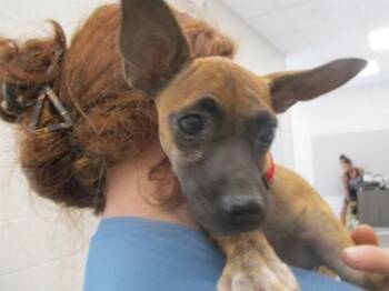 A385060 -  Chihuahua Dog for Adoption in Ocala, Florida - A385060 | PetCurious