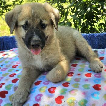 Pippin -  Shepherd and Mixed Breed Dog for Adoption in Pelham, New Hampshire - Pippin | PetCurious