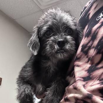 Eddie -  Terrier and Shih Tzu Dog for Adoption in Yuma, Arizona - Eddie | PetCurious
