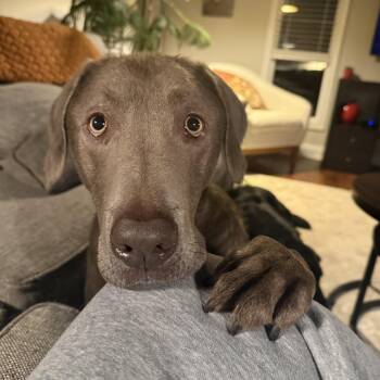 Labrador Retriever Dogs Available for Adoption in Indianapolis, Indiana - Dax | PetCurious
