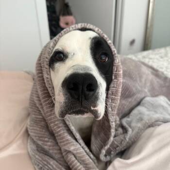 Pit Bull Terrier Dogs Available for Adoption - Milo | PetCurious