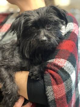 Rescue Yorkie Poo Dogs for Adoption in Los Angeles, California - Joey~ Kid Loving Cuddler | PetCurious