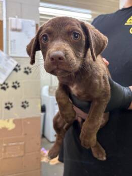 Saffron -  Labrador Retriever Dog for Adoption in Swainsboro, Georgia - Saffron | PetCurious