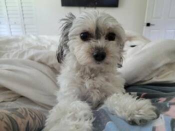 Bella -  Shih Tzu Dog for Adoption in Tifton, Georgia - Bella | PetCurious