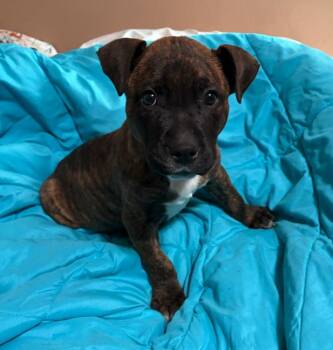 Mookie -  Terrier Dog for Adoption in Plainfield, Illinois - Mookie | PetCurious