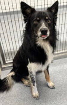 Rescue Australian Shepherd and Border Collie Dogs for Adoption in Valrico, Florida - Gunny Dax | PetCurious