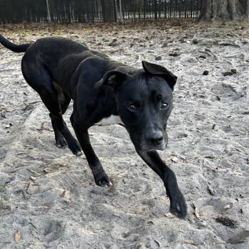 Mixed Breed Dogs Available for Adoption - Blitz | PetCurious