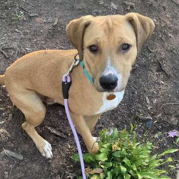 Bo -  Hound and Labrador Retriever Dog for Adoption in South Plainfield, New Jersey - Bo | PetCurious