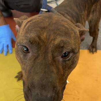 Chase -  Pit Bull Terrier Dog for Adoption in Philadelphia, Pennsylvania - Chase | PetCurious